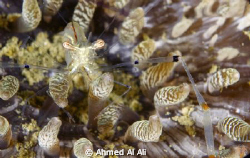 cleaner shrimp.. one of my first images with a dslr.. i a... by Ahmed Al Ali 
